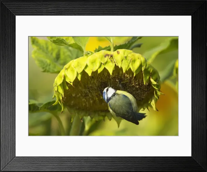 Framed Print : Picture No. 11050527 Framed Print : Picture No. 11050527