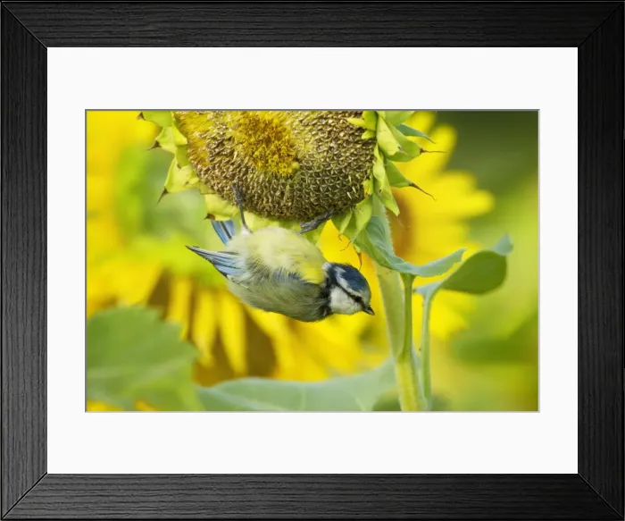 Framed Print : Picture No. 11050528 Framed Print : Picture No. 11050528