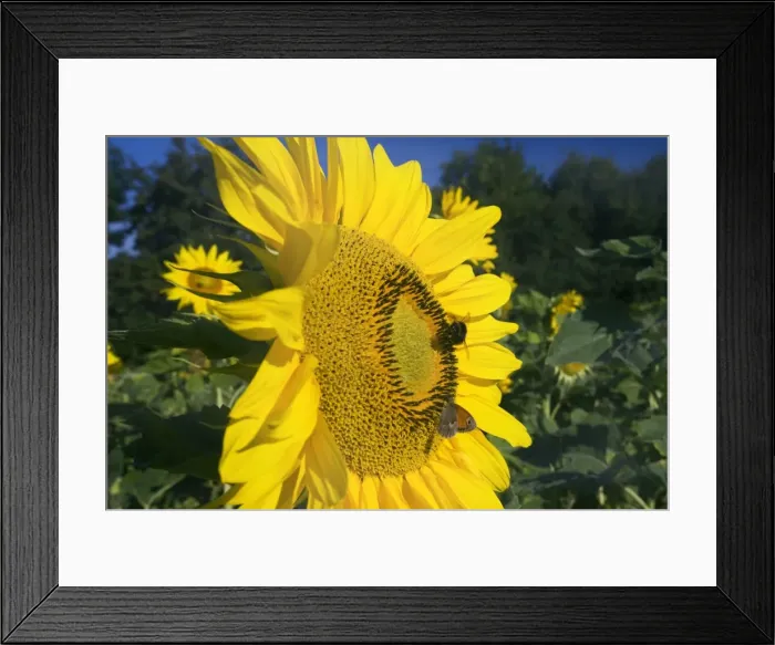 Framed Print : Picture No. 11050537 Framed Print : Picture No. 11050537
