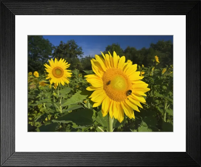Framed Print : Picture No. 11050538 Framed Print : Picture No. 11050538