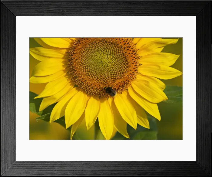 Framed Print : Picture No. 11050539 Framed Print : Picture No. 11050539