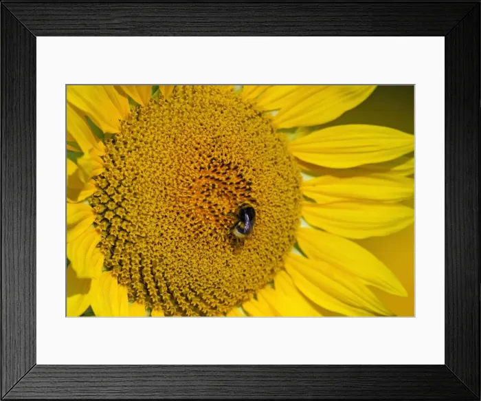 Framed Print : Picture No. 11050540 Framed Print : Picture No. 11050540