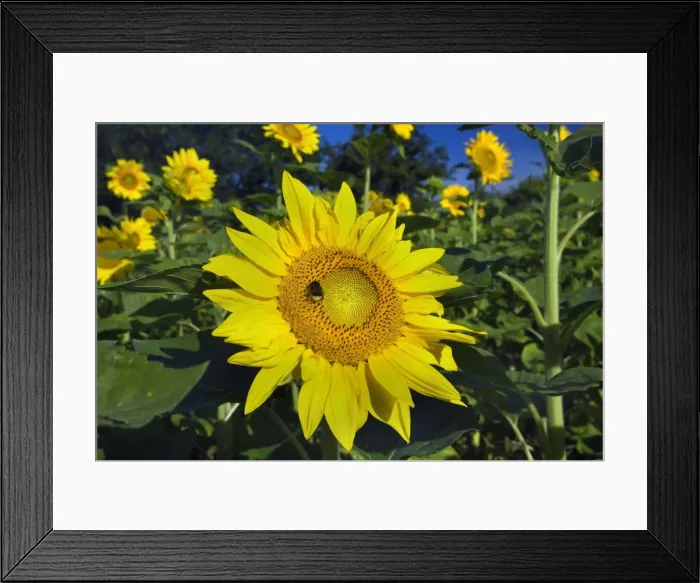 Framed Print : Picture No. 11050541 Framed Print : Picture No. 11050541