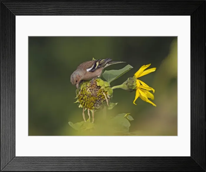 Framed Print : Picture No. 11050544 Framed Print : Picture No. 11050544