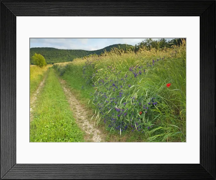 Framed Print : Picture No. 11050545 Framed Print : Picture No. 11050545