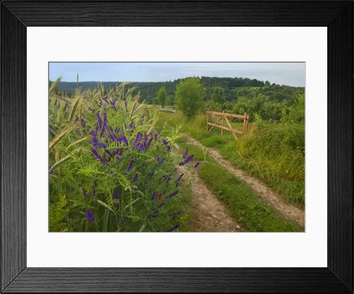 Framed Print : Picture No. 11050546 Framed Print : Picture No. 11050546