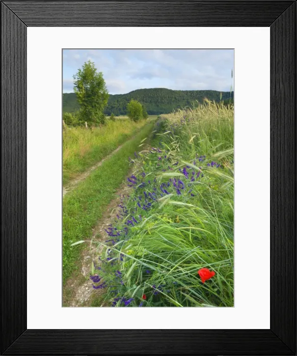 Framed Print : Picture No. 11050549 Framed Print : Picture No. 11050549