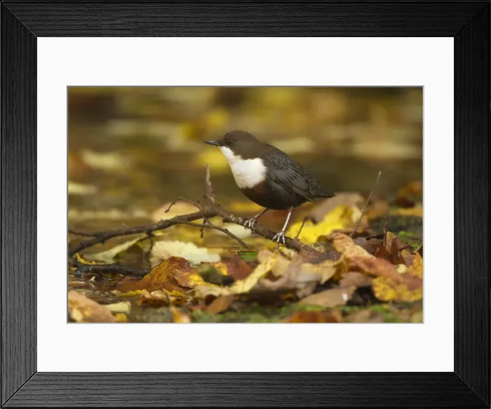 Framed Print : Picture No. 11050559 Framed Print : Picture No. 11050559