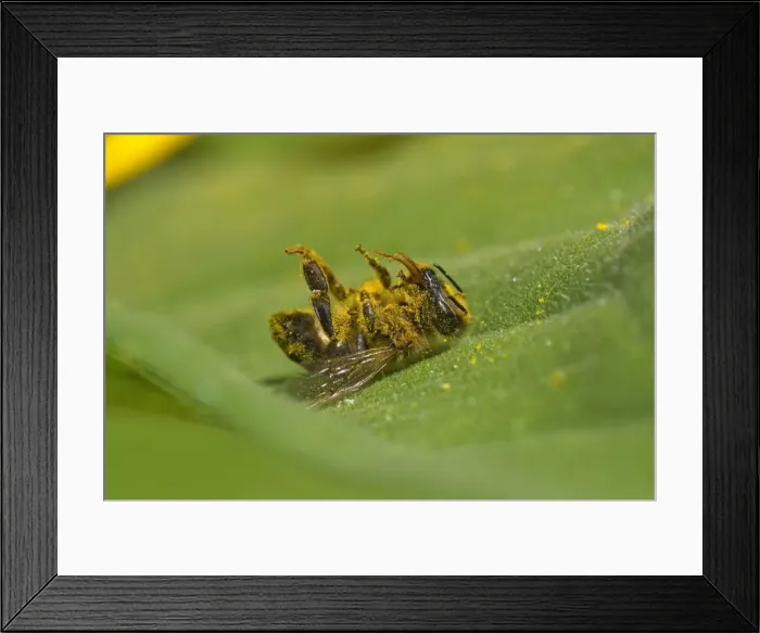 Framed Print : Picture No. 11050558 Framed Print : Picture No. 11050558