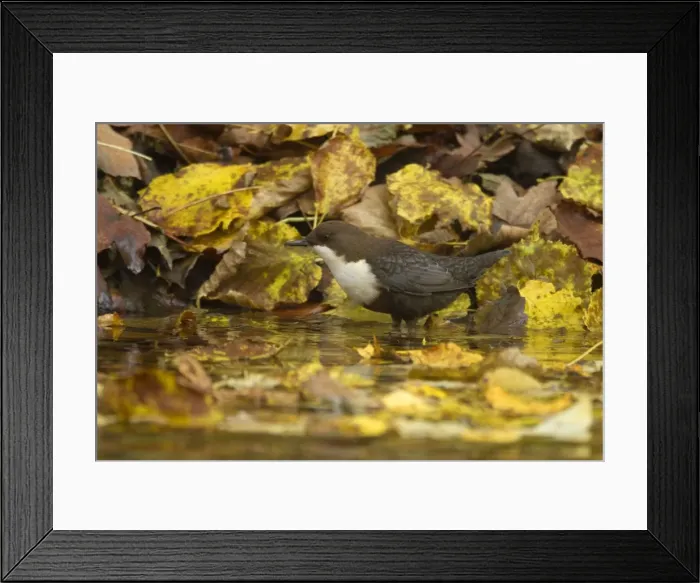 Framed Print : Picture No. 11050560 Framed Print : Picture No. 11050560