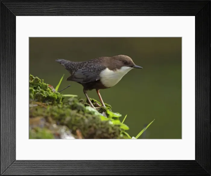 Framed Print : Picture No. 11050561 Framed Print : Picture No. 11050561