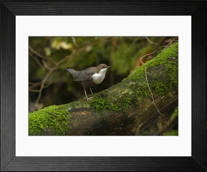 Framed Print : Picture No. 11050562 Framed Print : Picture No. 11050562