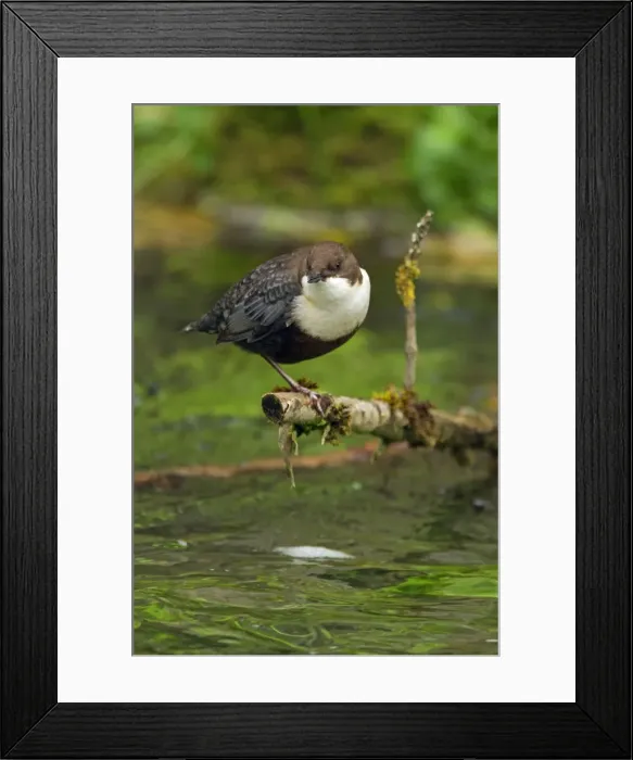 Framed Print : Picture No. 11050563 Framed Print : Picture No. 11050563