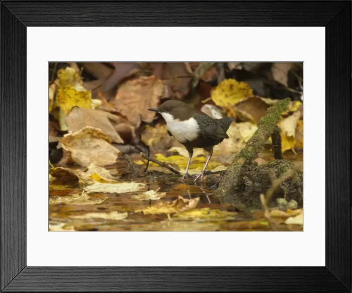 Framed Print : Picture No. 11050564 Framed Print : Picture No. 11050564
