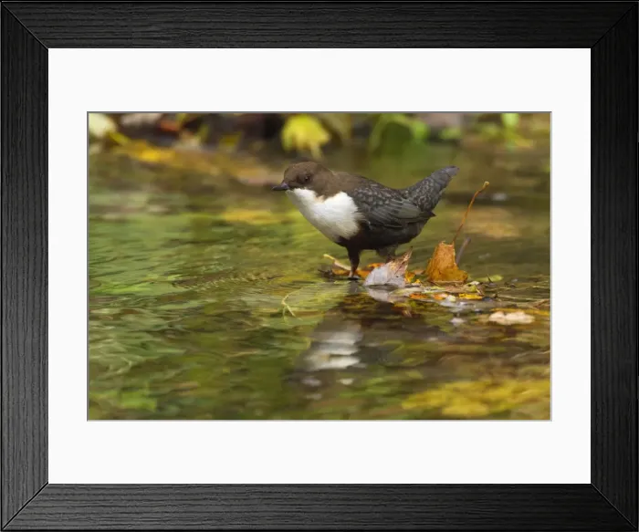 Framed Print : Picture No. 11050565 Framed Print : Picture No. 11050565