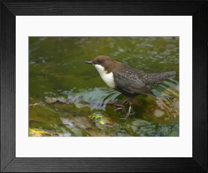 Framed Print : Picture No. 11050566 Framed Print : Picture No. 11050566
