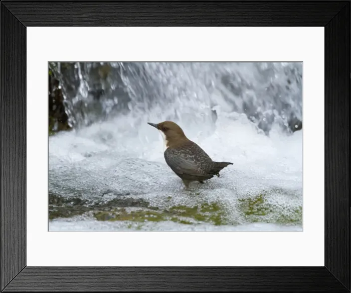 Framed Print : Picture No. 11050567 Framed Print : Picture No. 11050567