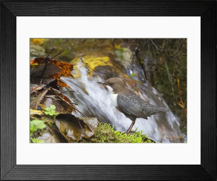 Framed Print : Picture No. 11050568 Framed Print : Picture No. 11050568