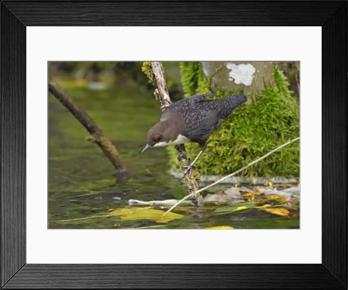 Framed Print : Picture No. 11050569 Framed Print : Picture No. 11050569