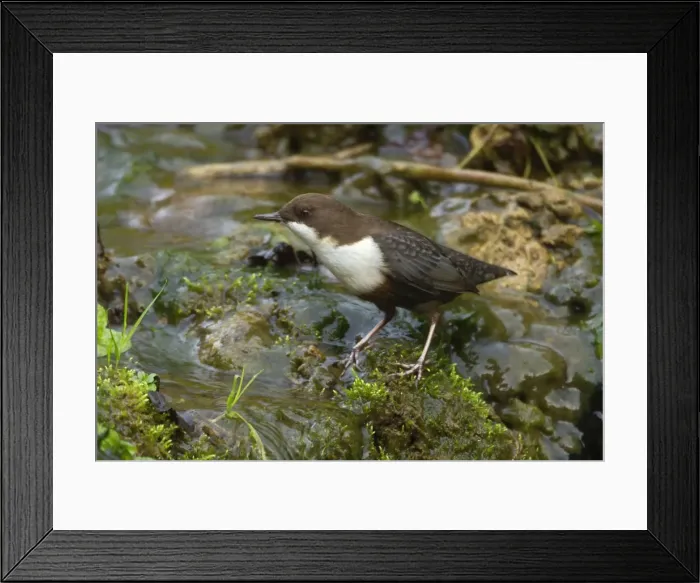 Framed Print : Picture No. 11050570 Framed Print : Picture No. 11050570