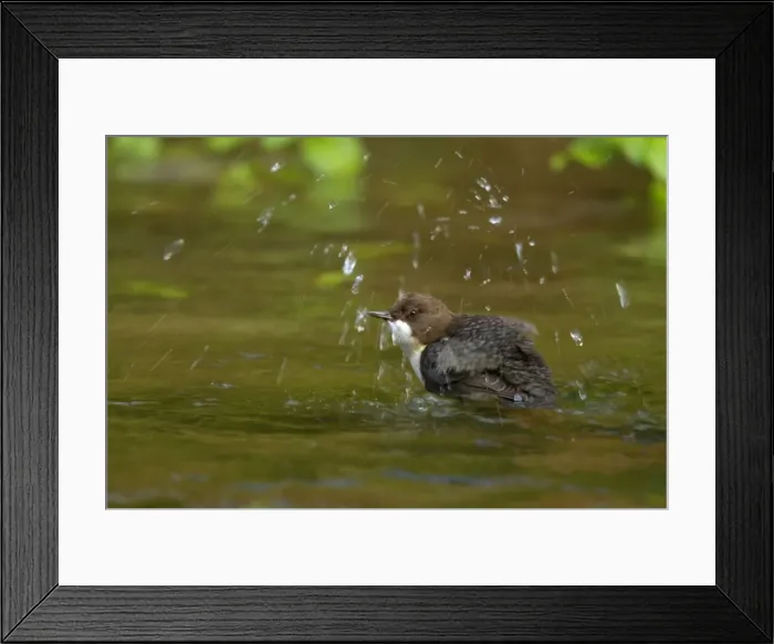 Framed Print : Picture No. 11050571