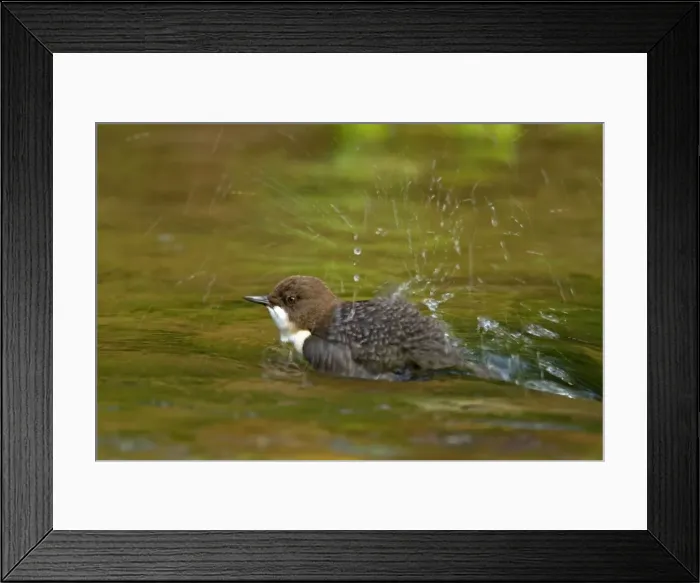 Framed Print : Picture No. 11050572 Framed Print : Picture No. 11050572