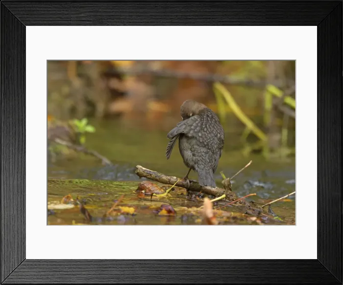 Framed Print : Picture No. 11050573