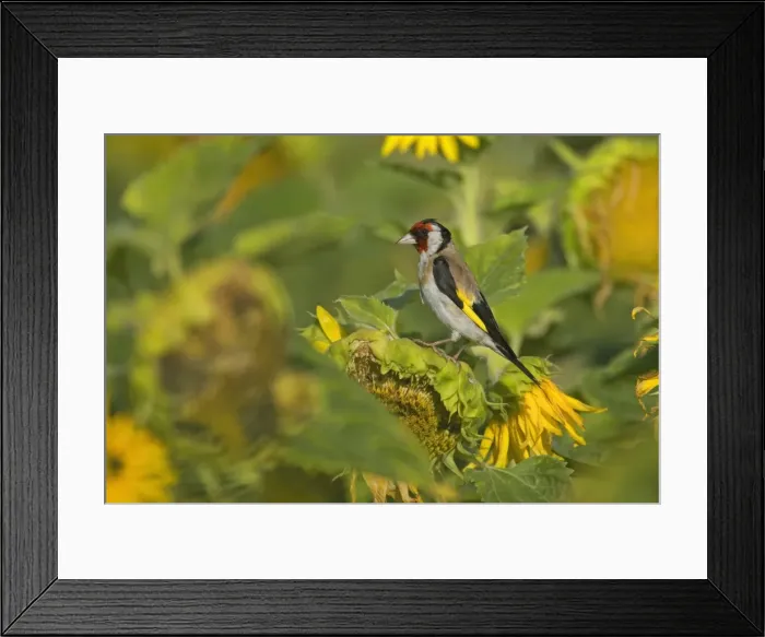 Framed Print : Picture No. 11050575 Framed Print : Picture No. 11050575
