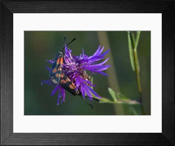 Framed Print : Picture No. 11050574 Framed Print : Picture No. 11050574