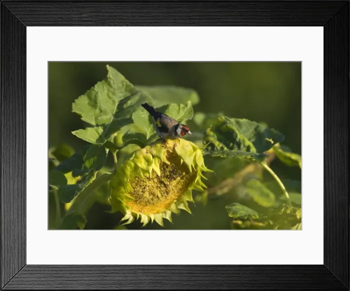 Framed Print : Picture No. 11050576 Framed Print : Picture No. 11050576