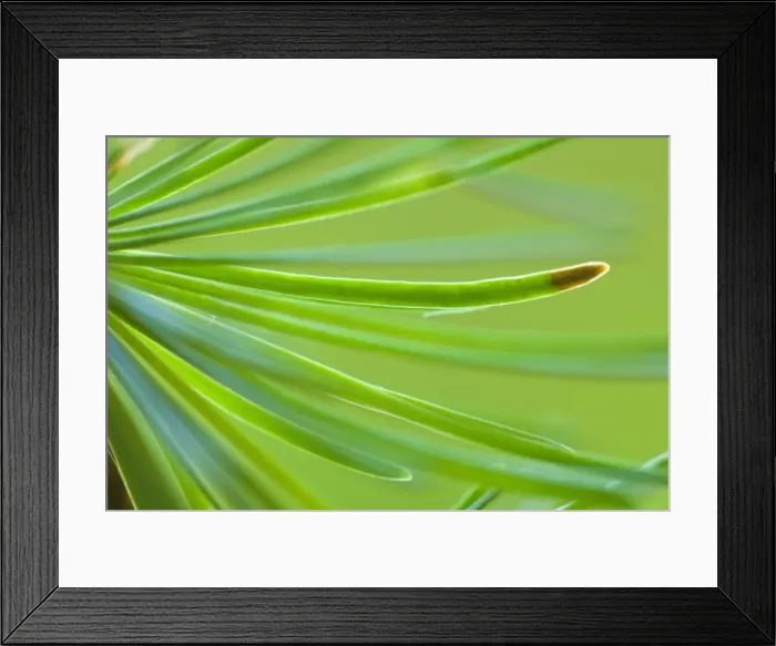 Framed Print : Picture No. 11050578 Framed Print : Picture No. 11050578