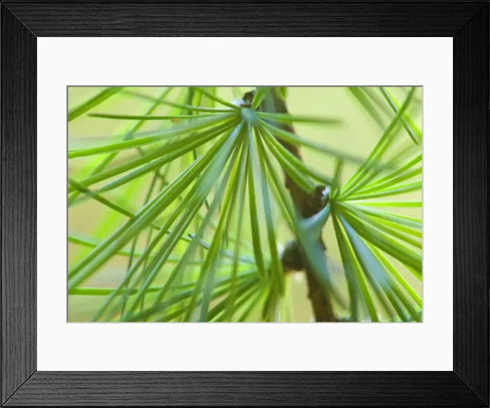 Framed Print : Picture No. 11050577 Framed Print : Picture No. 11050577