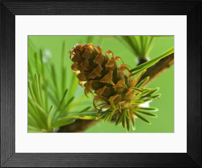 Framed Print : Picture No. 11050580 Framed Print : Picture No. 11050580