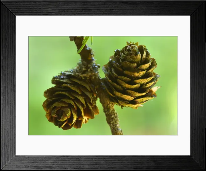 Framed Print : Picture No. 11050581 Framed Print : Picture No. 11050581