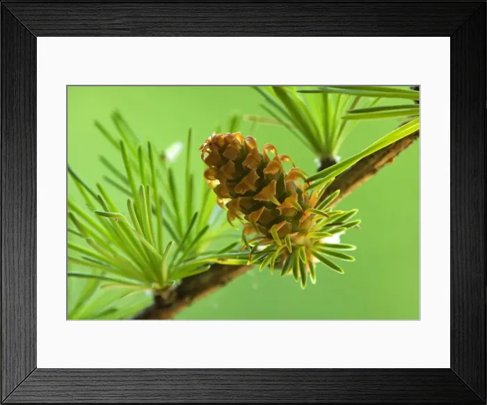 Framed Print : Picture No. 11050579 Framed Print : Picture No. 11050579