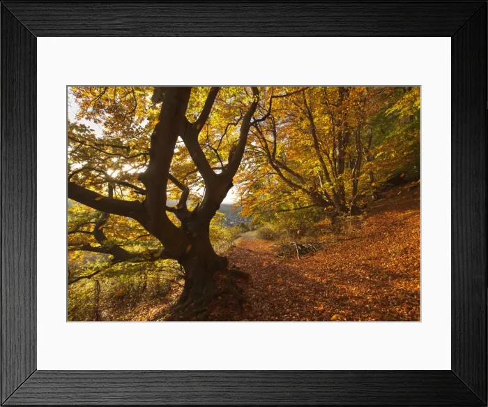 Framed Print : Picture No. 11050582 Framed Print : Picture No. 11050582