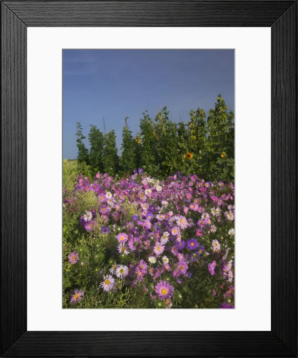 Framed Print : Picture No. 11050584 Framed Print : Picture No. 11050584