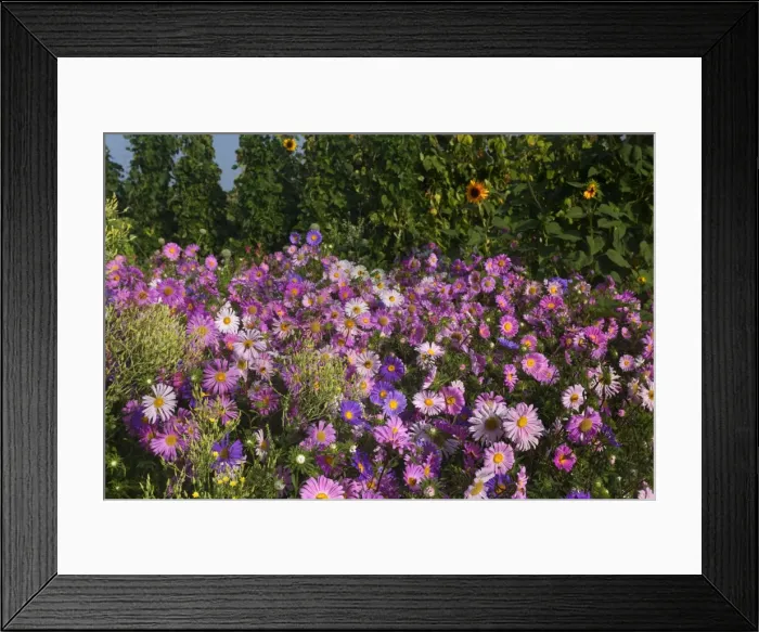 Framed Print : Picture No. 11050585 Framed Print : Picture No. 11050585