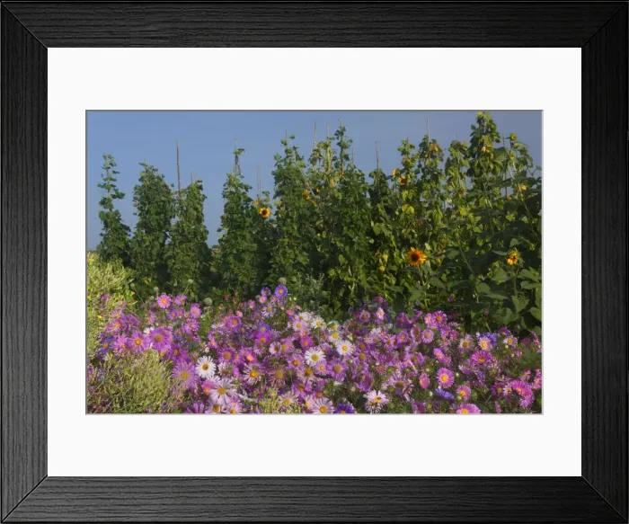 Framed Print : Picture No. 11050586 Framed Print : Picture No. 11050586