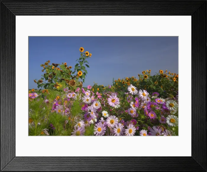 Framed Print : Picture No. 11050587 Framed Print : Picture No. 11050587