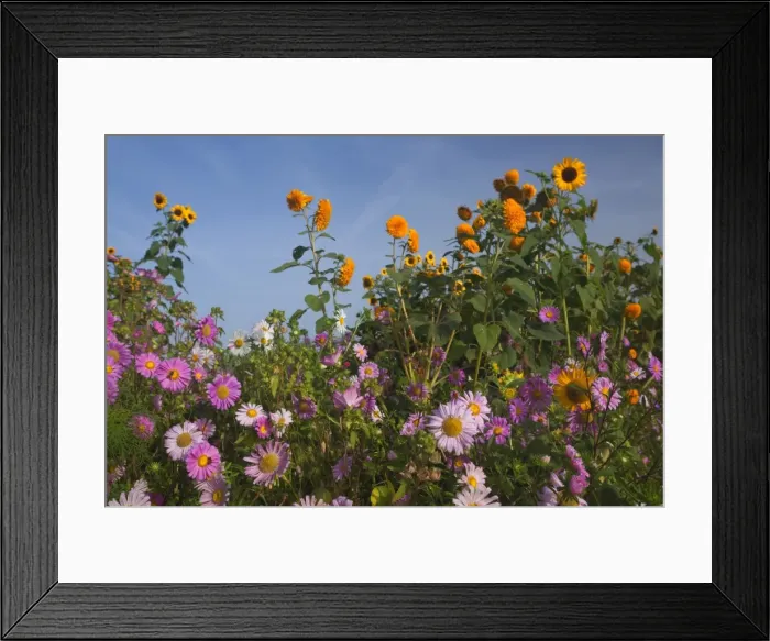 Framed Print : Picture No. 11050588 Framed Print : Picture No. 11050588