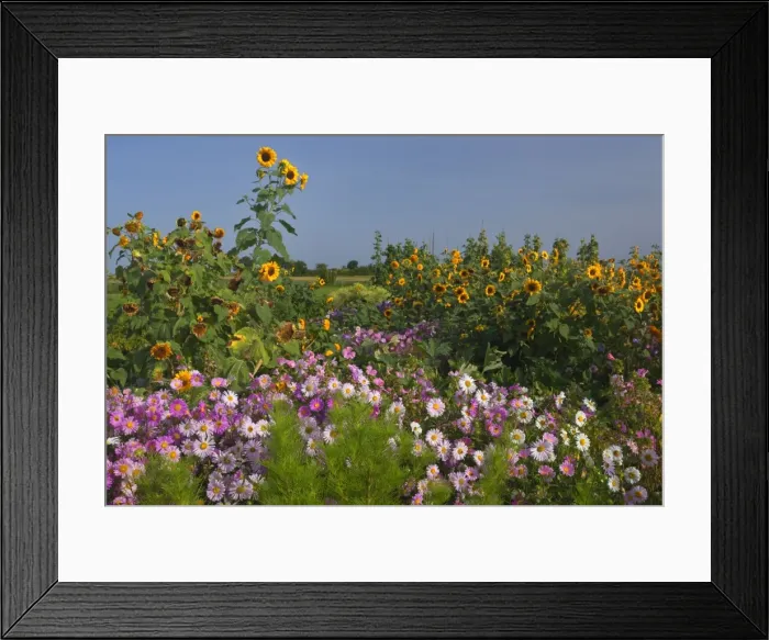 Framed Print : Picture No. 11050589 Framed Print : Picture No. 11050589