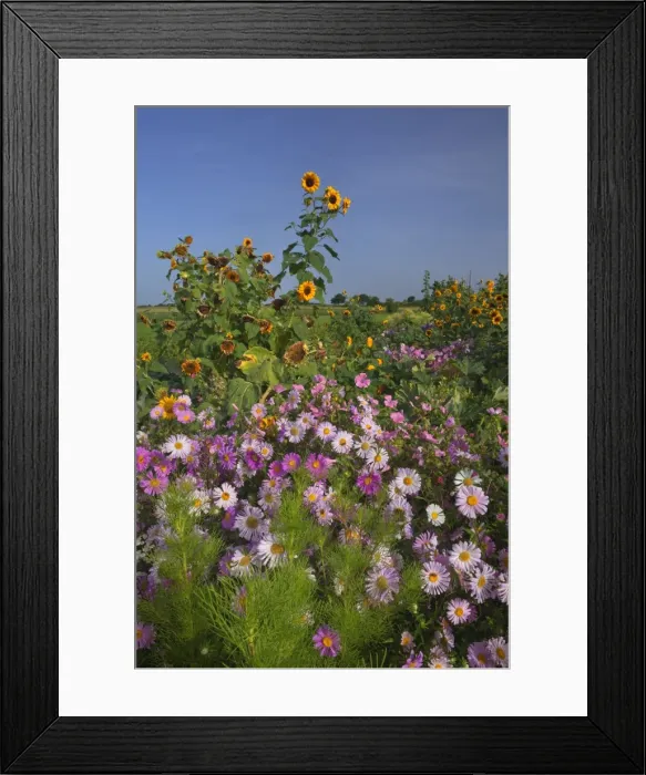 Framed Print : Picture No. 11050590 Framed Print : Picture No. 11050590