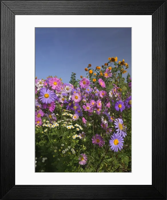 Framed Print : Picture No. 11050591 Framed Print : Picture No. 11050591