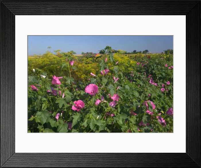 Framed Print : Picture No. 11050592