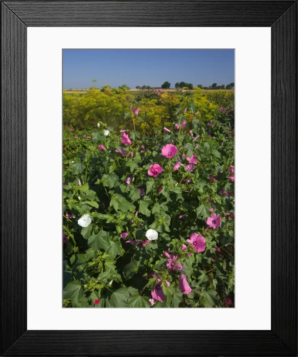 Framed Print : Picture No. 11050593 Framed Print : Picture No. 11050593