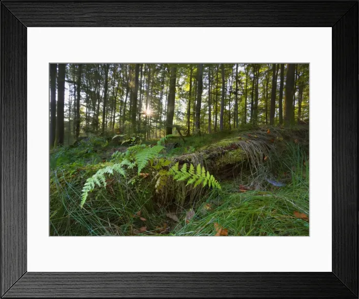 Framed Print : Picture No. 11050594 Framed Print : Picture No. 11050594
