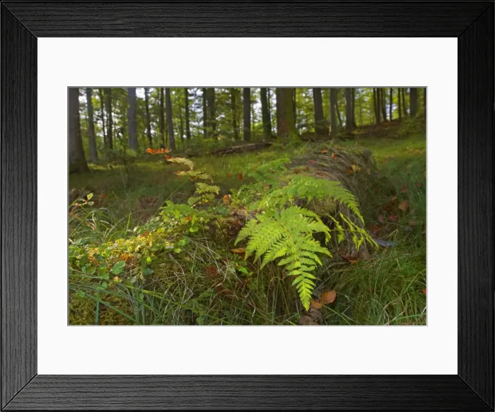 Framed Print : Picture No. 11050595