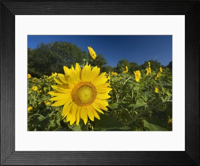 Framed Print : Picture No. 11050596 Framed Print : Picture No. 11050596