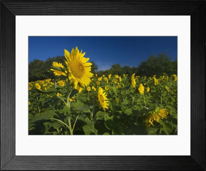 Framed Print : Picture No. 11050597 Framed Print : Picture No. 11050597